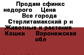 Продам сфинкс недорого  › Цена ­ 1 000 - Все города, Стерлитамакский р-н Животные и растения » Кошки   . Воронежская обл.